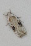 Agonopterix alstroemeriana