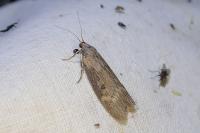 Lamoria anella