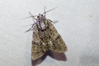 Acronicta rumicis