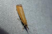 Agriphila straminella