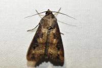Agrotis ipsilon