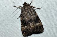 Amphipyra pyramidea