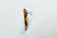 Caloptilia alchimiella