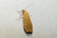 Wittia sororcula