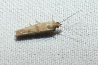 Homoeosoma sinuella
