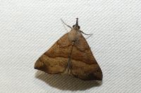 Hypena proboscidalis