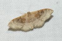 Idaea degeneraria