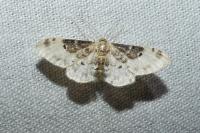 Idaea filicata