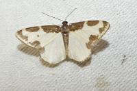 Lomaspilis marginata