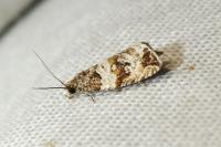 Celypha cespitana
