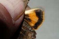 Noctua janthe