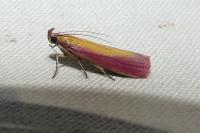 Oncocera semirubella