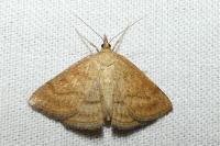 Psammotis pulveralis