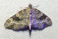 Pterapherapteryx sexalata