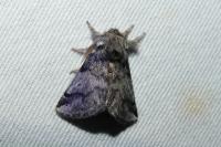 Thaumetopoea processionea