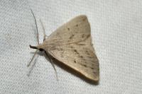 Macrochilo cribrumalis