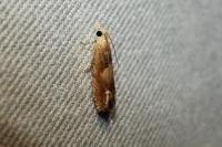 Eucosma conterminana
