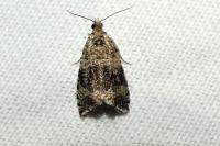 Celypha lacunana