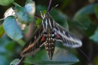 Hyles livornica