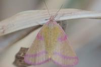 Lythria purpuraria