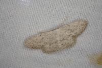 Idaea seriata