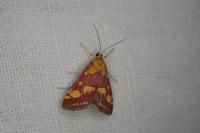 Pyrausta purpuralis