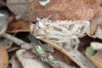 Agrotis vestigialis