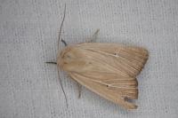 Mythimna sicula