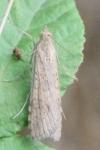 Nomophila noctuella