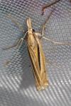 Ancylolomia tentaculella