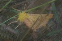 Ennomos alniaria