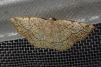 Stegania trimaculata