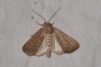 Hoplodrina ambigua