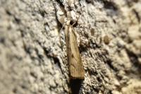 Agriphila geniculea