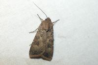Agrotis segetum