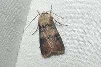 Agrotis puta
