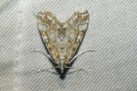 Elophila nymphaeata