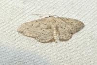 Idaea seriata