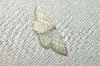 Idaea subsericeata