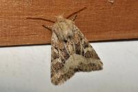 Luperina dumerilii