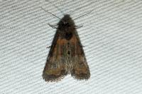 Mesoligia furuncula