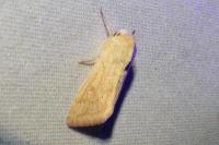 Mythimna vitellina
