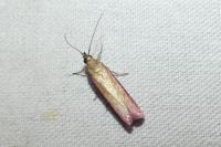 Oncocera semirubella