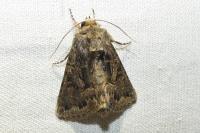 Thalpophila matura