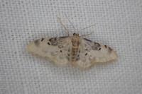 Idaea filicata