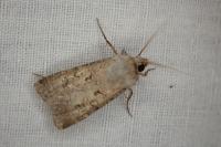 Agrotis segetum