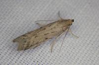 Phycitodes