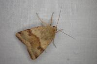 Heliothis viriplaca