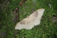 Idaea degeneraria