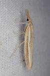 Agriphila tristella
